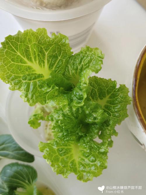 水培蔬菜翠绿是春天的颜色